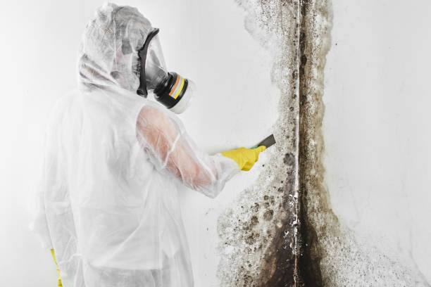 Best HVAC Mold Remediation in West Wyomissing, PA