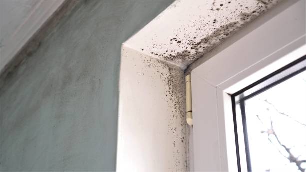 Best Preventive Mold Services in West Wyomissing, PA